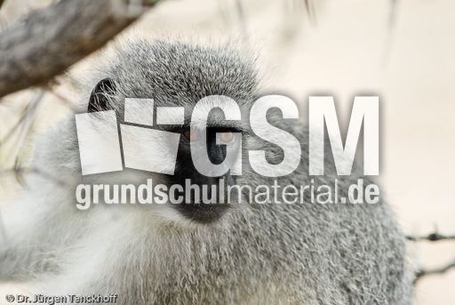 Grüne Meerkatzen (46 von 67).jpg